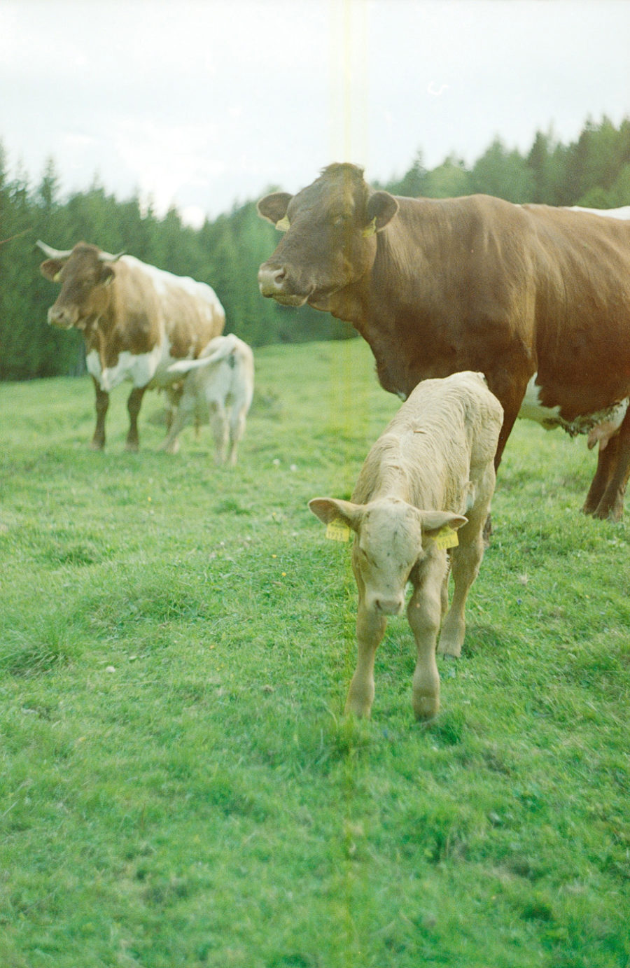 Natürlich gehaltene Kühe und Kälber