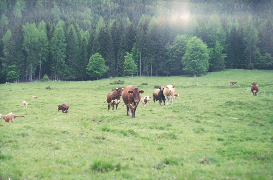 Natürlich gehaltene Kühe und Kälber