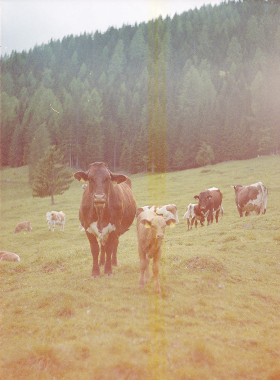 Natürlich gehaltene Kühe und Kälber