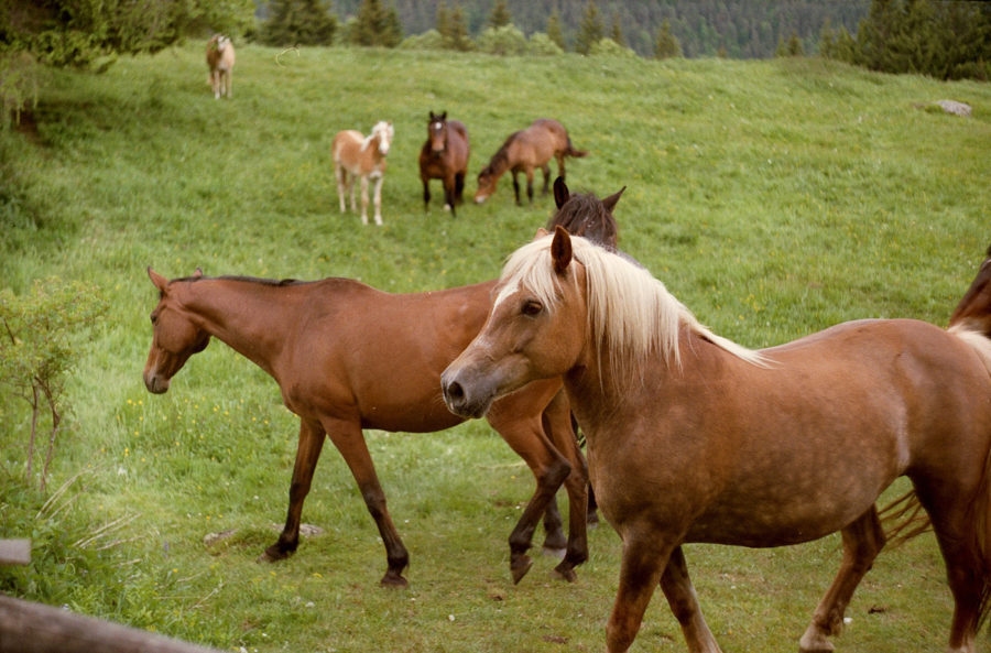 Pferde auf der Alm im Naturpark Weissensee