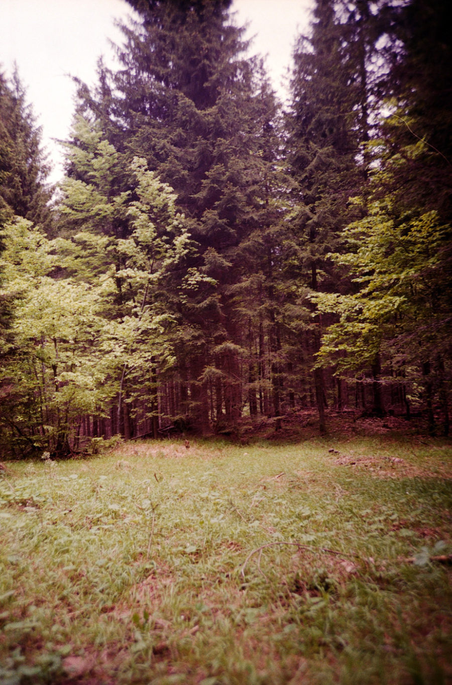 Im Knaller-Wald hinterm Gralhof